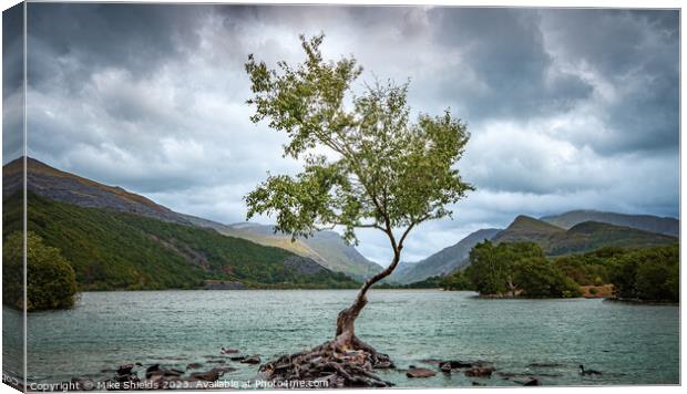 The Lone Tree Canvas Print by Mike Shields