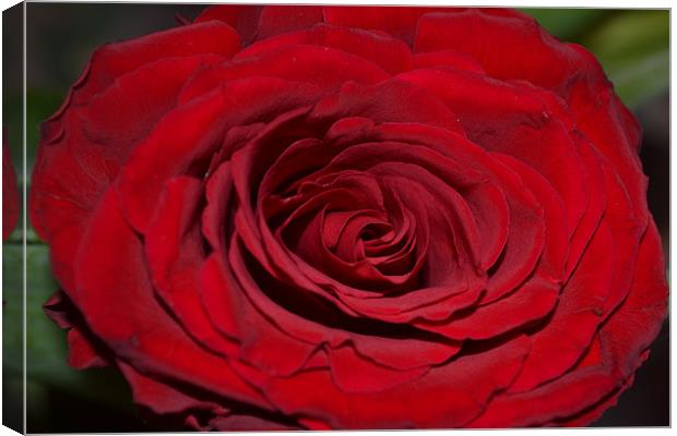 Red Rose Canvas Print by lauren whiting