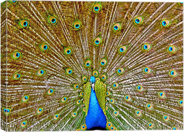 Peacock Tail Display Canvas Print by philip clarke