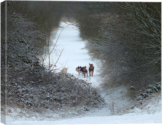 Dogs in Snow Canvas Print by philip clarke