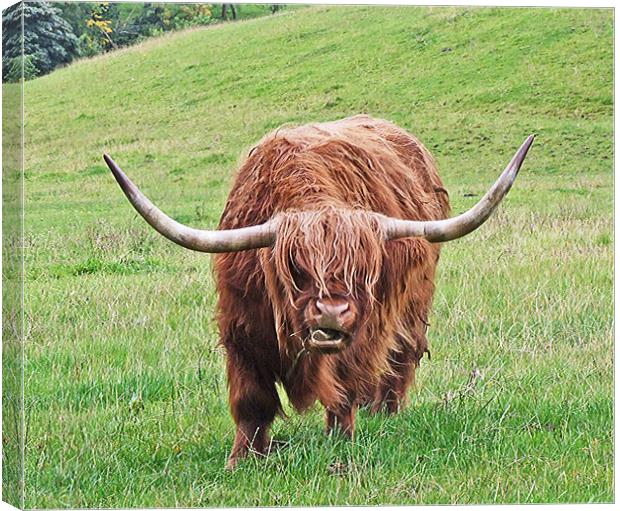 Brown Longhorned Highland Cow Canvas Print by philip clarke