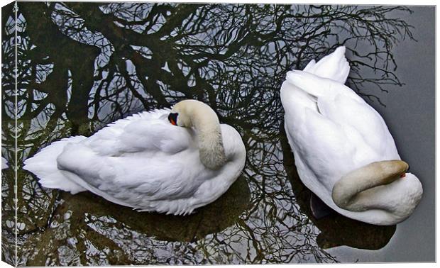 Two Swans from Above Canvas Print by philip clarke
