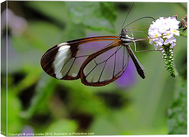 Glasswing Butterfly feeding Canvas Print by philip clarke
