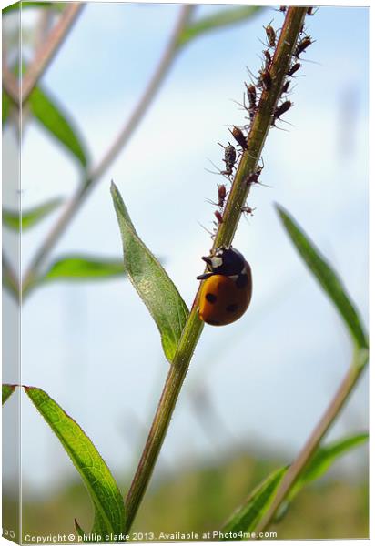 Ladybird feeding on Aphids Canvas Print by philip clarke