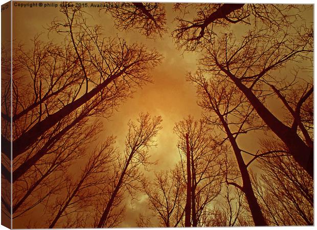  TREES REACHING TO A THUNDEROUS SKY Canvas Print by philip clarke