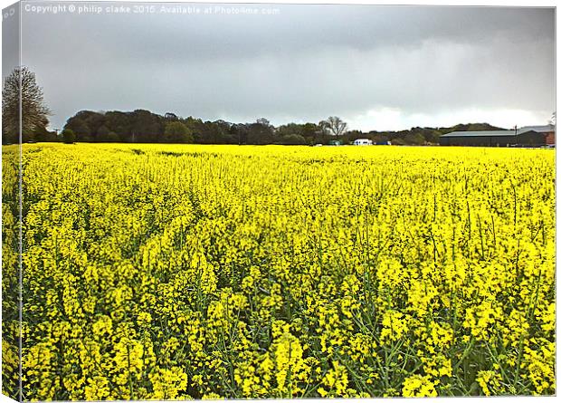  Field of Yellow (Rapeseed Crop) Canvas Print by philip clarke