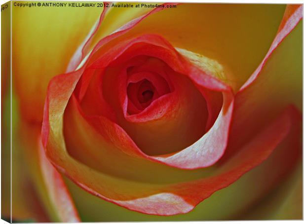 into the rose Canvas Print by Anthony Kellaway