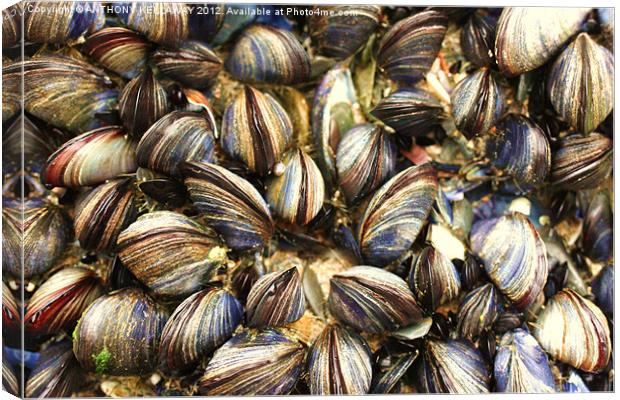 mussels in cornwall Canvas Print by Anthony Kellaway