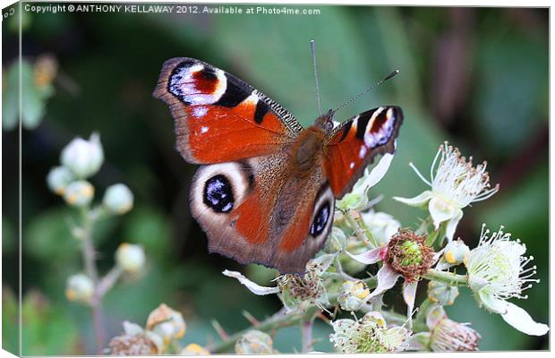 PEACOCK BUTTERFLY Canvas Print by Anthony Kellaway