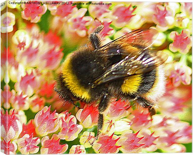 Garden Bumble bee on flowers Canvas Print by Anthony Kellaway