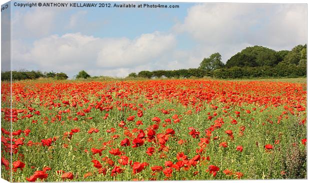 POPPY FIELD AT WINCHESTER HILL Canvas Print by Anthony Kellaway