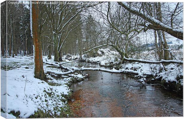 NEW FOREST STREAM SNOW SCENE Canvas Print by Anthony Kellaway