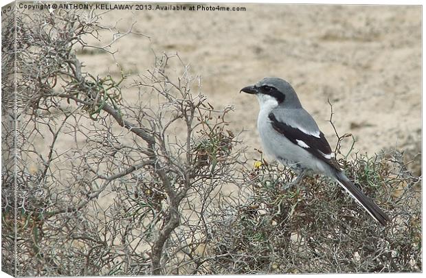 GREY SHRIKE LANZAROTE Canvas Print by Anthony Kellaway