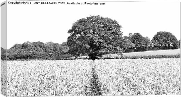BARLEY FIELDS AND TREE AT CHERITON Canvas Print by Anthony Kellaway