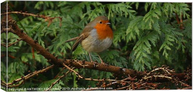 ROBIN IN TREES Canvas Print by Anthony Kellaway