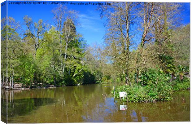 HOLLY HILL LAKE Canvas Print by Anthony Kellaway