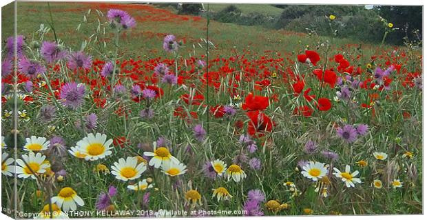 FIELDS OF COLOUR Canvas Print by Anthony Kellaway