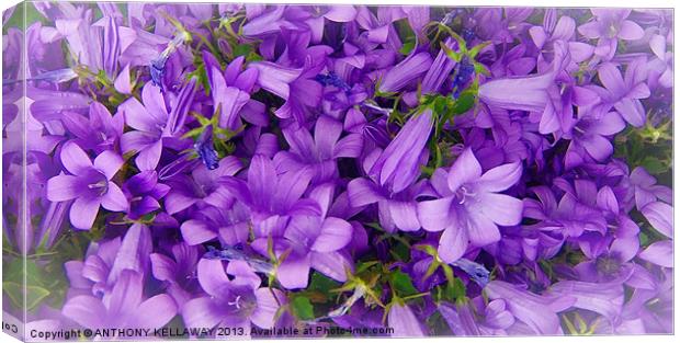 CAMPANULA Canvas Print by Anthony Kellaway