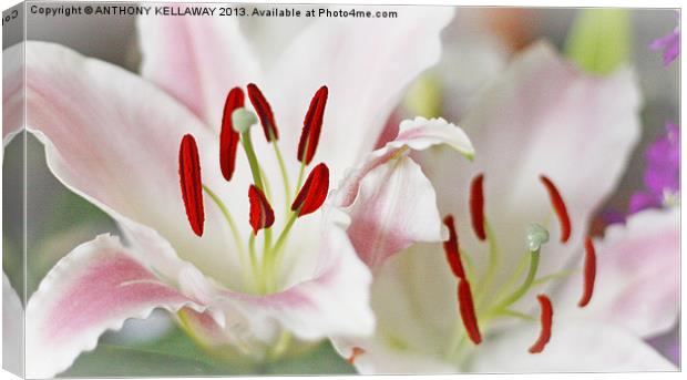 LOVELY LILLIES Canvas Print by Anthony Kellaway
