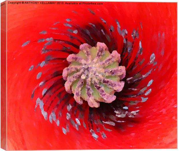 POPPY HEART OIL PAINTING Canvas Print by Anthony Kellaway