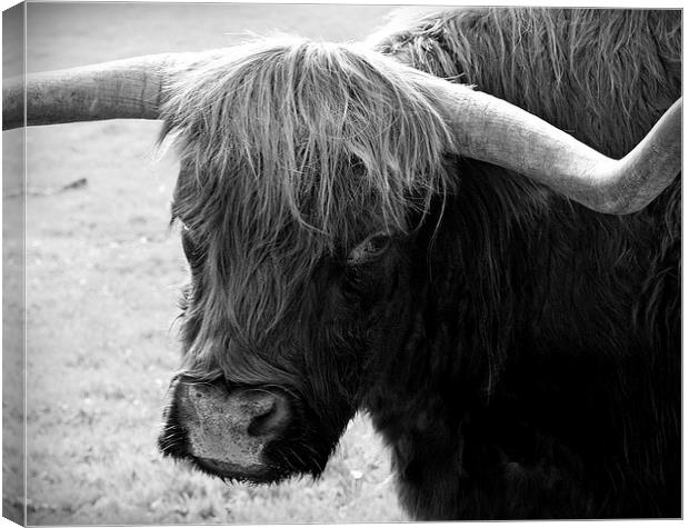 HIGHLAND COW Canvas Print by Anthony Kellaway