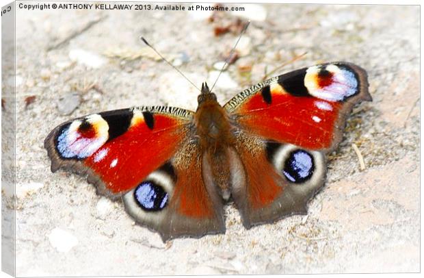 PEACOCK BUTTERFLY Canvas Print by Anthony Kellaway