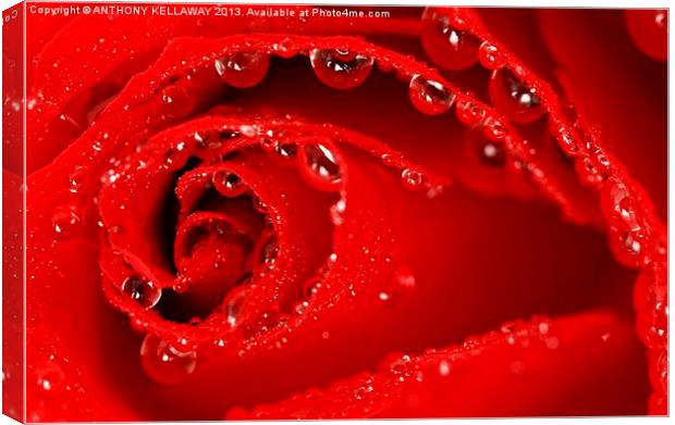 RED ROSE Canvas Print by Anthony Kellaway