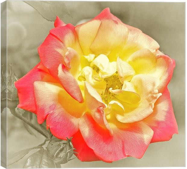 RED AND YELLOW ROSE Canvas Print by Anthony Kellaway