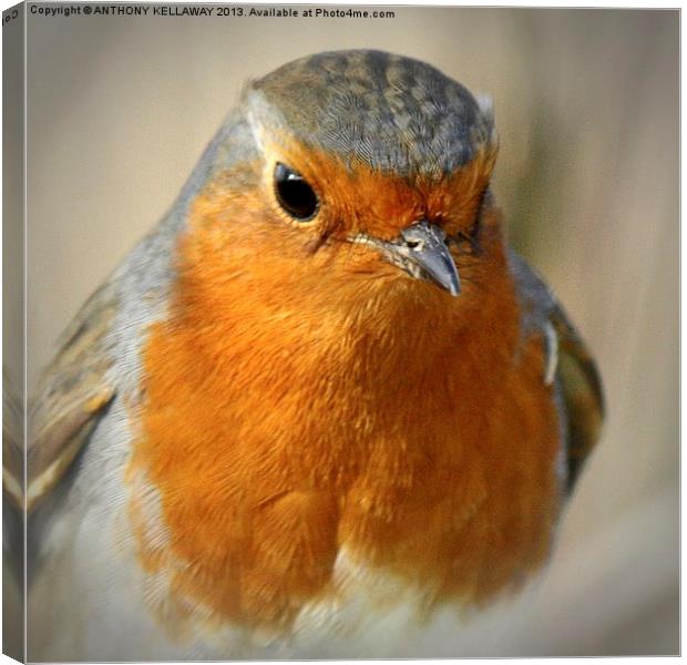 ROBIN Canvas Print by Anthony Kellaway