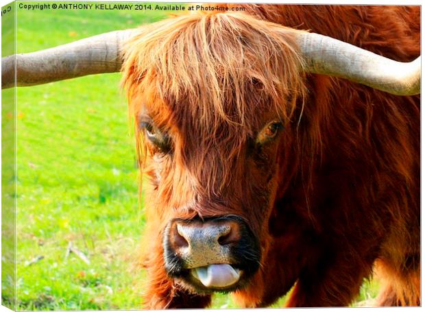 HIGHLAND COW Canvas Print by Anthony Kellaway
