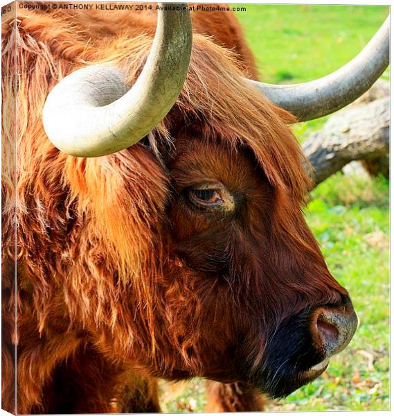 HIGHLAND COW CLOSE UP Canvas Print by Anthony Kellaway