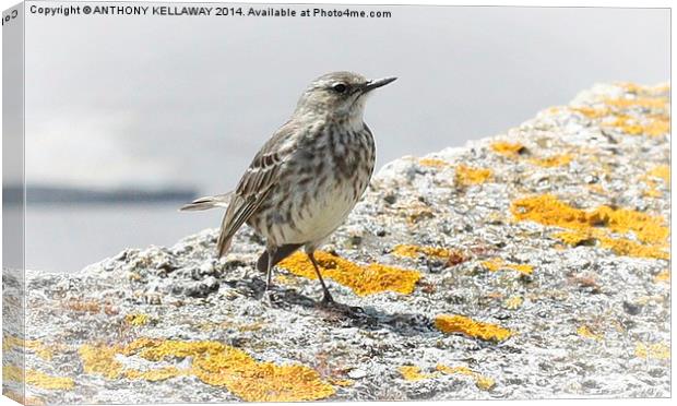 ROCK PIPIT FRONT VIEW Canvas Print by Anthony Kellaway