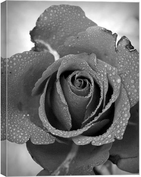 ROSE IN BLACK AND WHITE Canvas Print by Anthony Kellaway