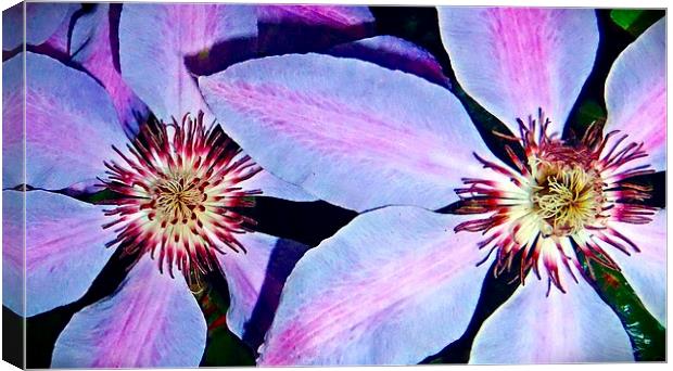 CLEMATIS Canvas Print by Anthony Kellaway