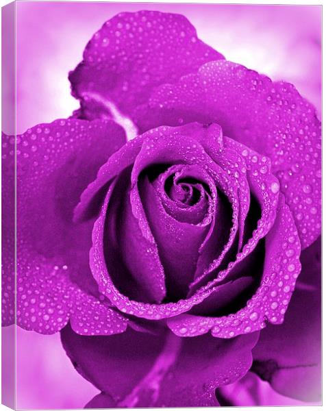 ROSE IN LILAC Canvas Print by Anthony Kellaway