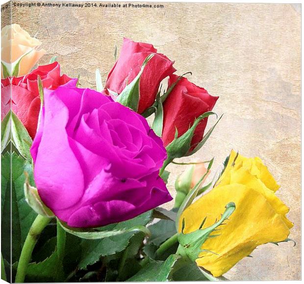 ROSES Canvas Print by Anthony Kellaway