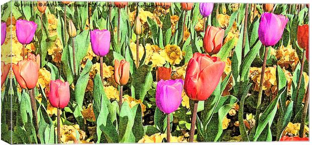 TULIPS IN DUBLIN Canvas Print by Anthony Kellaway