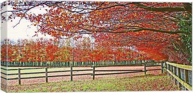  AUTUMN COLOURS Canvas Print by Anthony Kellaway