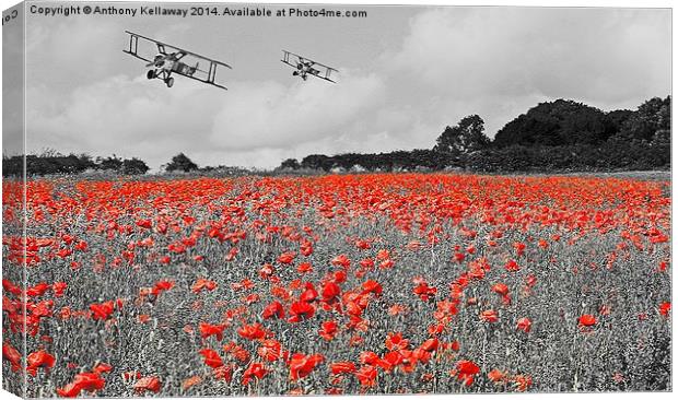  SOPWITH CAMELS OVER POPPY FIELD Canvas Print by Anthony Kellaway