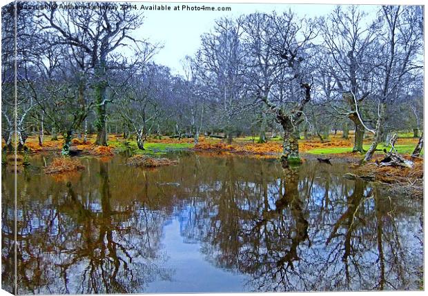  NEW FOREST POND REFLECTIONS Canvas Print by Anthony Kellaway