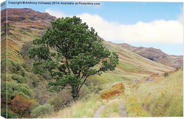  LONE TREE Canvas Print by Anthony Kellaway