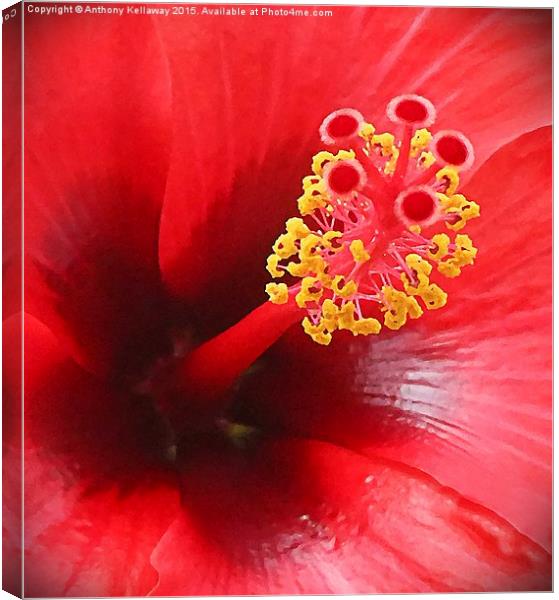 Red Hibiscus flower Canvas Print by Anthony Kellaway