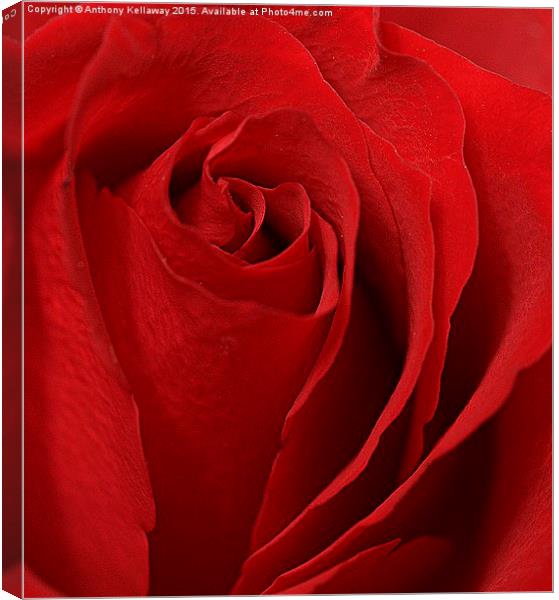  RED ROSE Canvas Print by Anthony Kellaway