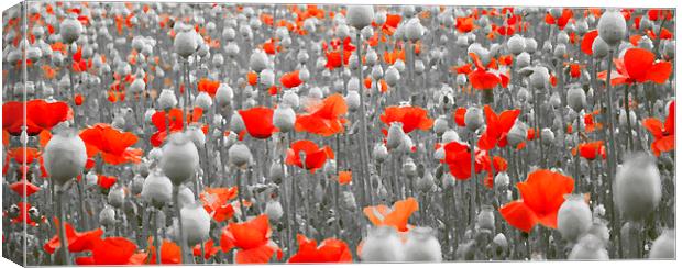  POPPIES AND PODS Canvas Print by Anthony Kellaway