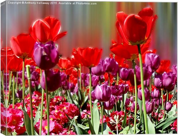  TULIPS  Canvas Print by Anthony Kellaway