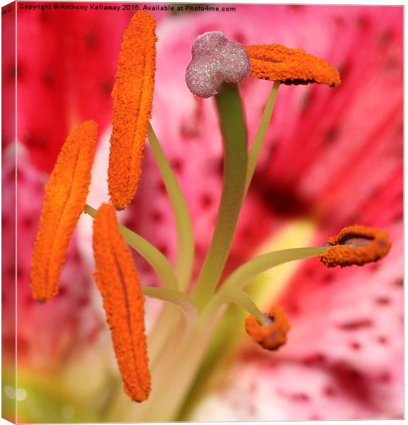  HEART OF THE LILY Canvas Print by Anthony Kellaway