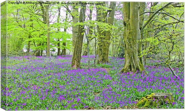  BLUEBELLS IN MICHELDEVER WOOD Canvas Print by Anthony Kellaway