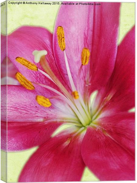  PINK LILY Canvas Print by Anthony Kellaway