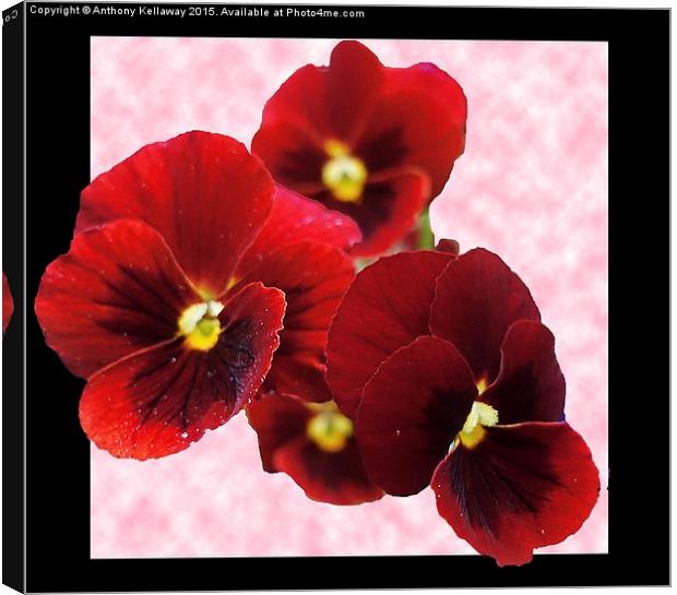 RED PANSIES Canvas Print by Anthony Kellaway