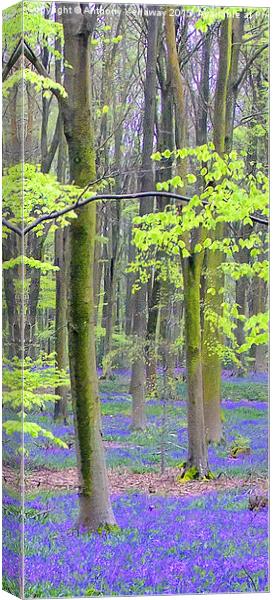 BLUEBELLS Canvas Print by Anthony Kellaway